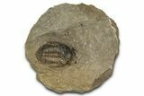 Diminutive Metacanthina Trilobite Fossil - Morocco #343271-2